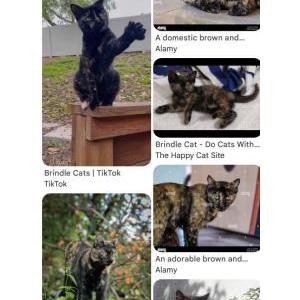 Image of thin torbie SIGHTING, Found Cat