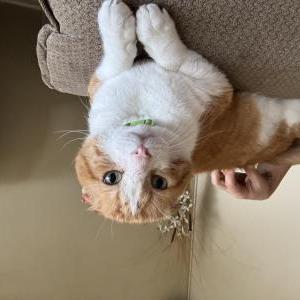 Lost Cat Morty
