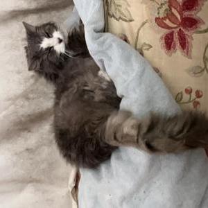 Image of Bootsie, Lost Cat