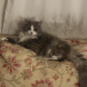 2nd Image of Bootsie, Lost Cat