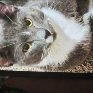 Image of Oreo, Lost Cat