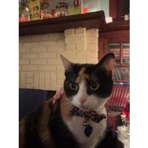 Image of Snickers, Lost Cat