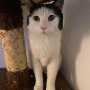 Image of lucky, Lost Cat