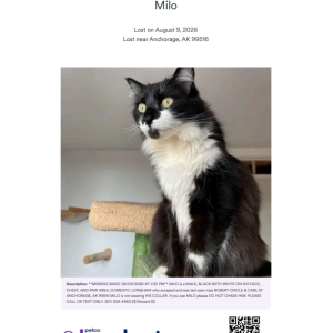 Image of Milo, Lost Cat