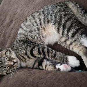 Image of bruno, Lost Cat