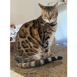 Lost 2 Echo (WA)