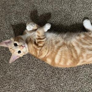 Image of Kitya, Lost Cat