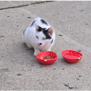 Found Cat unknown aka Zoey