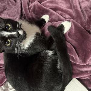 Image of Luna, Lost Cat