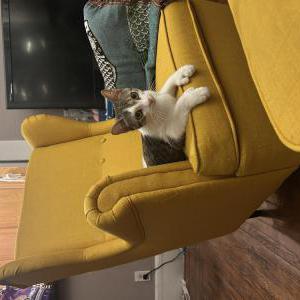Image of Thumbs, Lost Cat