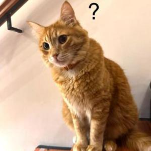 Image of Nemo, Lost Cat