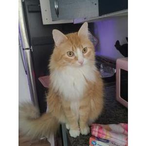 Image of Twerp, Lost Cat