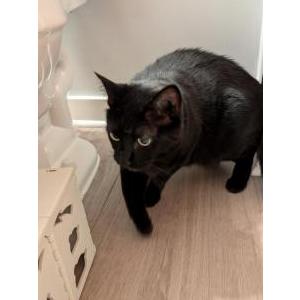 Image of Unknown, Found Cat