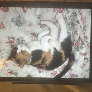 Lost Cat Lilly