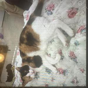 2nd Image of Lilly, Lost Cat