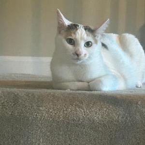 Image of Willow, Lost Cat