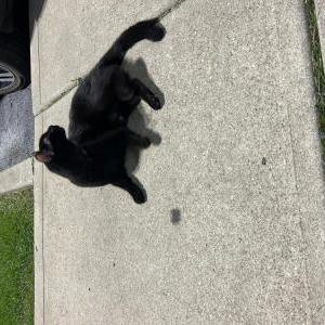Image of Unknown, Found Cat