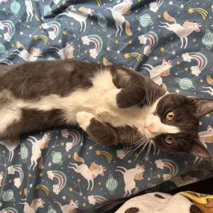 Lost Cat Misty