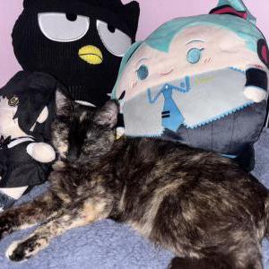 Image of Meowy, Lost Cat