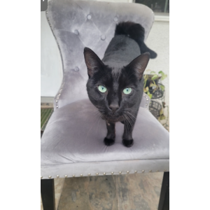 Image of Alex, Lost Cat