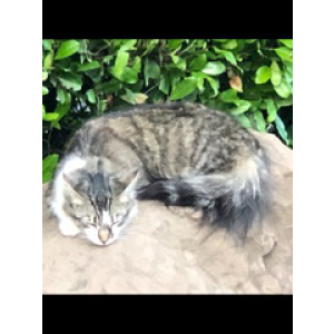 Image of Zippy, Lost Cat