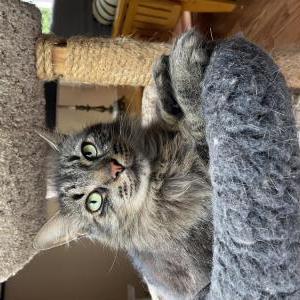 Image of Keef, Lost Cat