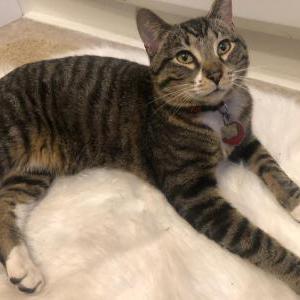 Image of Merlin, Lost Cat