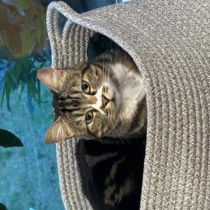 Image of Lychee, Lost Cat