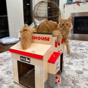 Image of Scrumpy, Lost Cat