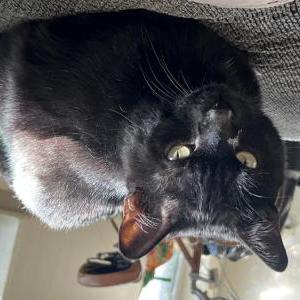 Image of Binx, Lost Cat