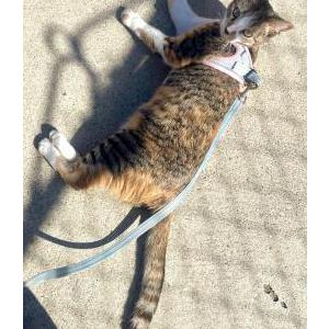 Image of Camila, Lost Cat