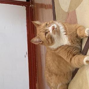 Image of Mango, Lost Cat