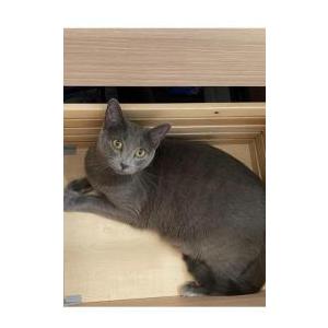 Lost 2 Nika (Florida)