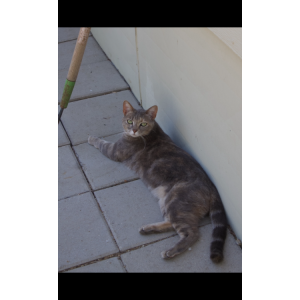 Image of Kitty, Lost Cat