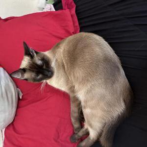 Image of Oni, Lost Cat