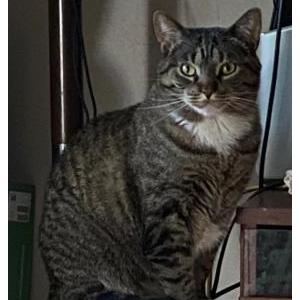 Image of Frankie, Lost Cat