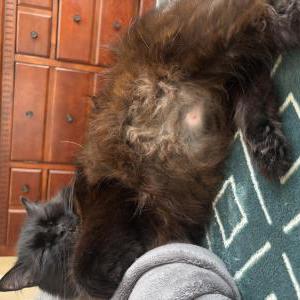 Image of Maximus, Lost Cat