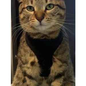 Image of Tariq, Lost Cat