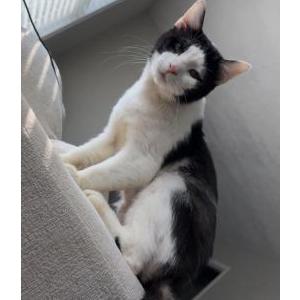 Image of Lightning, Lost Cat