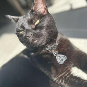 Image of Mirasol, Lost Cat