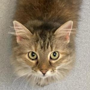 Image of Galaxy, Lost Cat