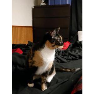 Lost 2 Callie (Minnesota)