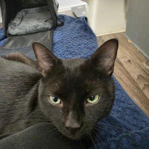 Image of Unknown, Found Cat