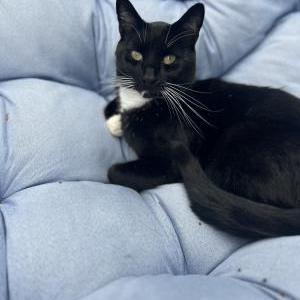 Image of Uncle fester, Lost Cat