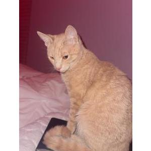 Image of Simba, Lost Cat