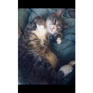 Image of Pinky, Lost Cat