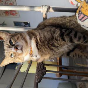 Image of Vincent, Lost Cat
