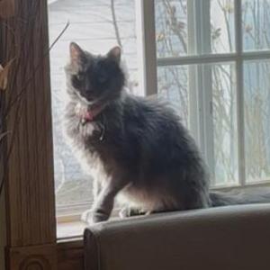 Lost 2 Anastasia (Indiana)