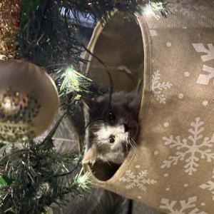 2nd Image of Anastasia, Lost Cat