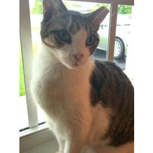 Image of MoMo, Lost Cat